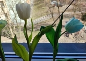 tulipan8
