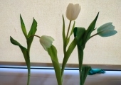 tulipan9